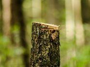 Москва за три года потеряла 200 тысяч деревьев
