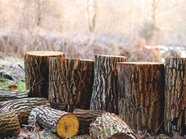 Минприроды предлагает разрешить сплошные рубки в защитных лесах