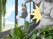 Личный опыт: «Я превратила балкон в оранжерею и выращиваю клубнику»
