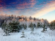 В Свердловской области бизнесмен пытался продать лесной массив