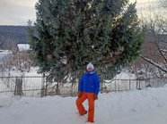 В Челябинской области чиновников обвинили в похищении елки