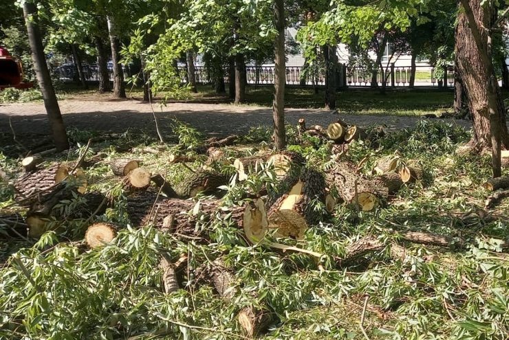 Экологи заявили о необходимости вырубки деревьев в Первомайском сквере Новосибирска