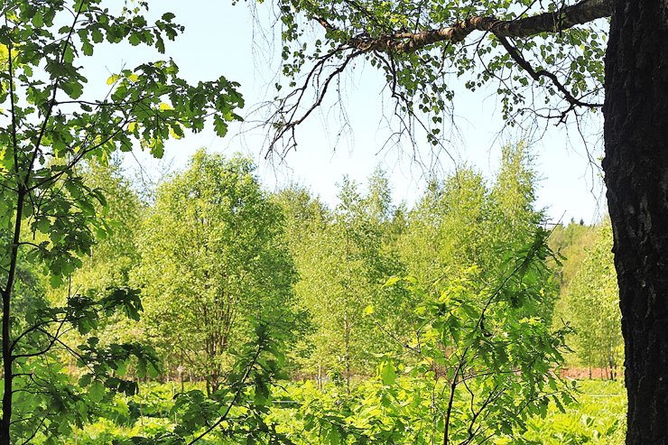 Экологи призывают Собянина не допустить «благоустройства» природных территорий