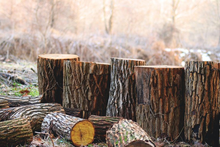 Минприроды предлагает разрешить сплошные рубки в защитных лесах