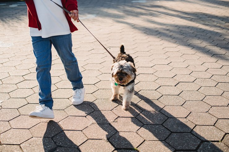 Девелоперов могут обязать оборудовать площадки для выгула собак