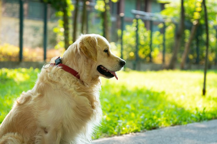 В индекс качества городской среды могут включить площадки для выгула собак
