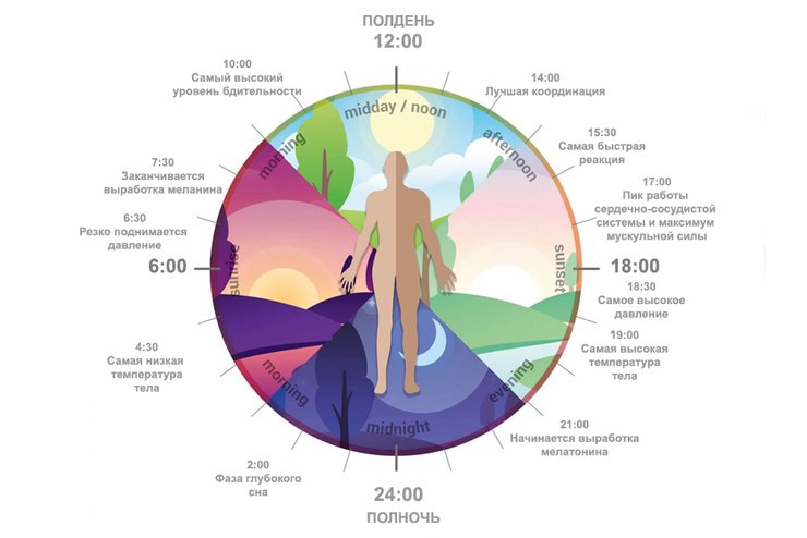 Циркадные ритмы сна это