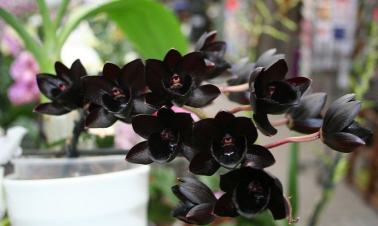 черная орхидея фредкларкеара Черная жемчужина