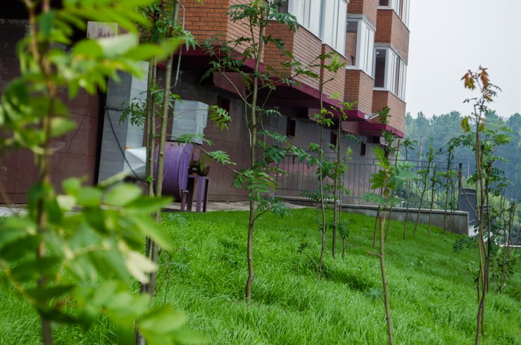 «Рябиновый сад» не просто так носит свое название: вокруг домов действительно высаживают рябинки. Многие уже прижились и плодоносят